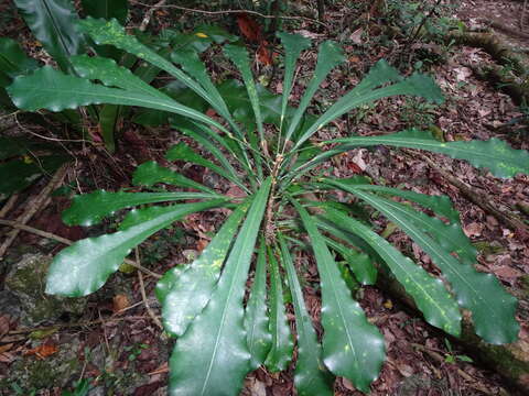 Image of Codiaeum peltatum (Labill.) P. S. Green