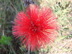 Calliandra dysantha Benth.的圖片