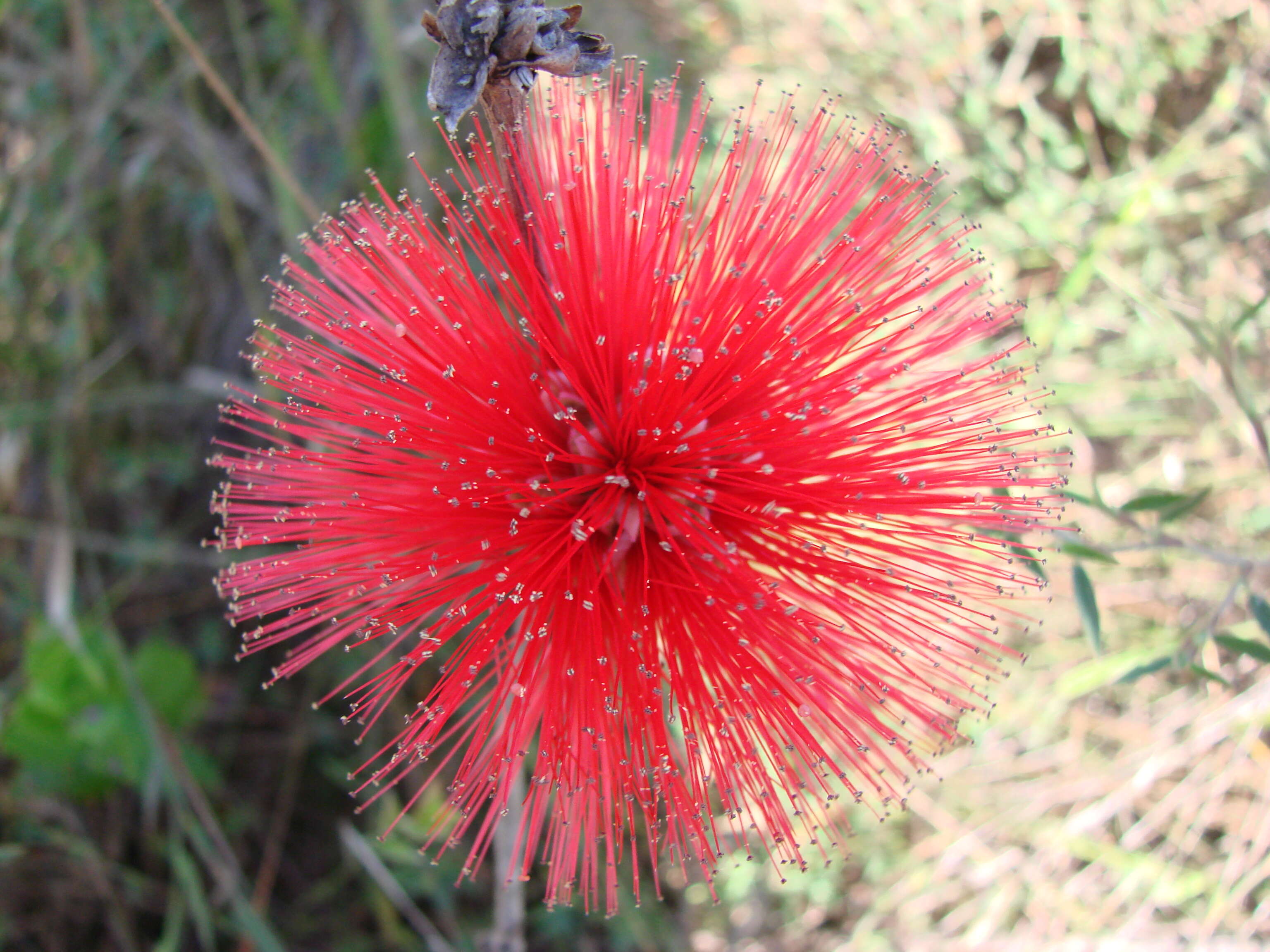 Calliandra dysantha Benth.的圖片