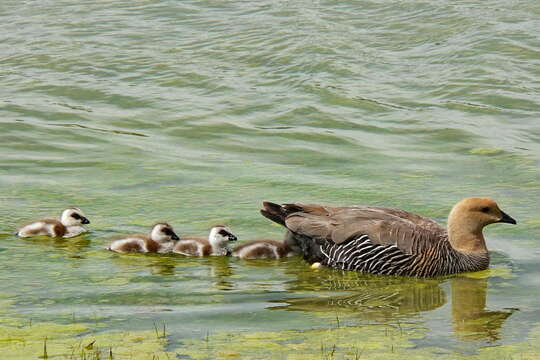 Image of magellan goose, upland goose