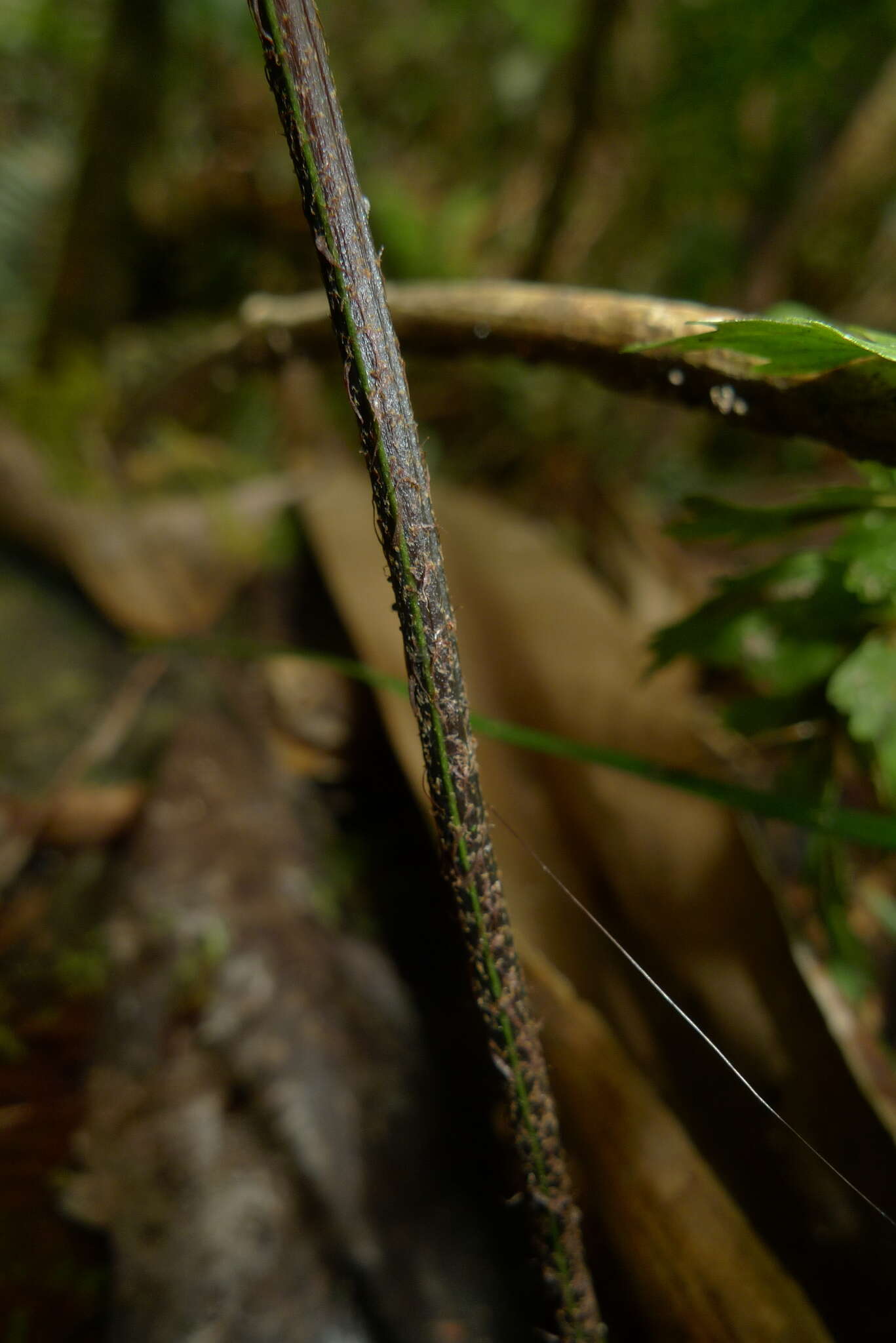 Image of Royal Spleenwort