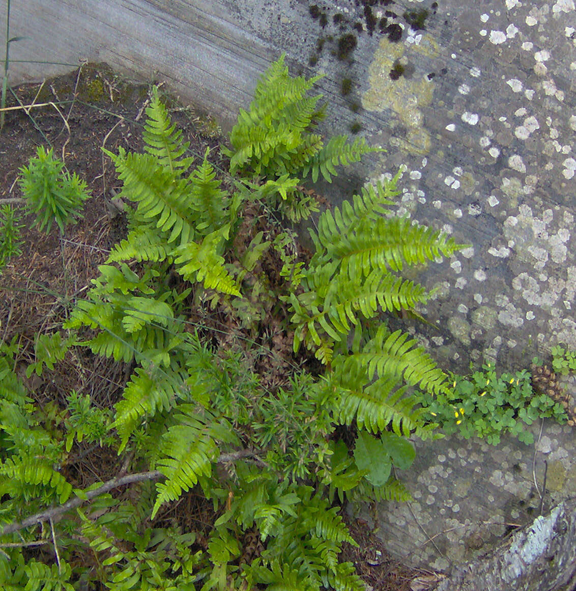 Polypodium appalachianum Haufler & Windham的圖片