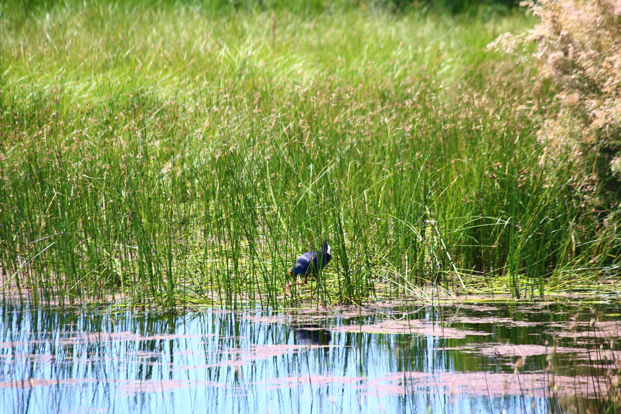 Image of Purple Swamphen