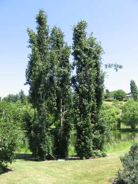 Image of Common Aspen