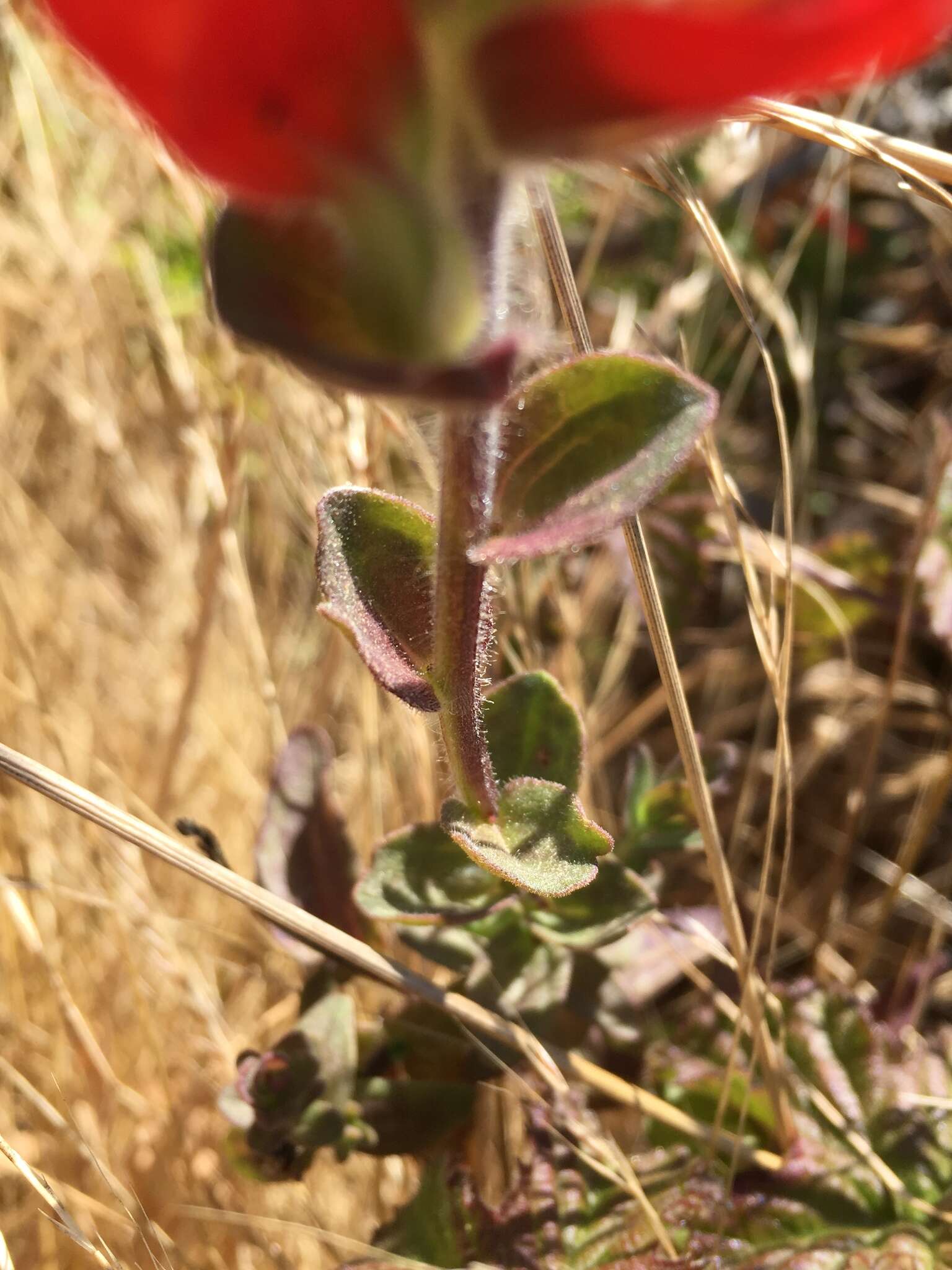 Слика од Castilleja latifolia Hook. & Arn.