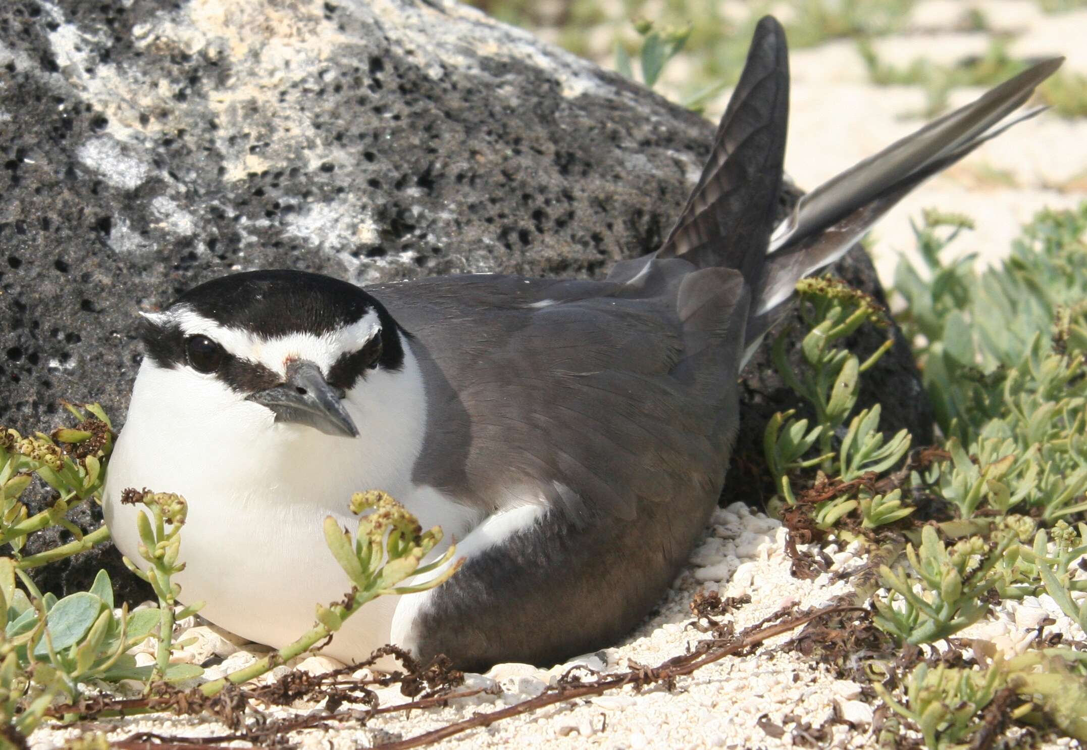 Image of Brown-backed terns