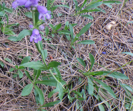 Image of Mt. Graham beardtongue