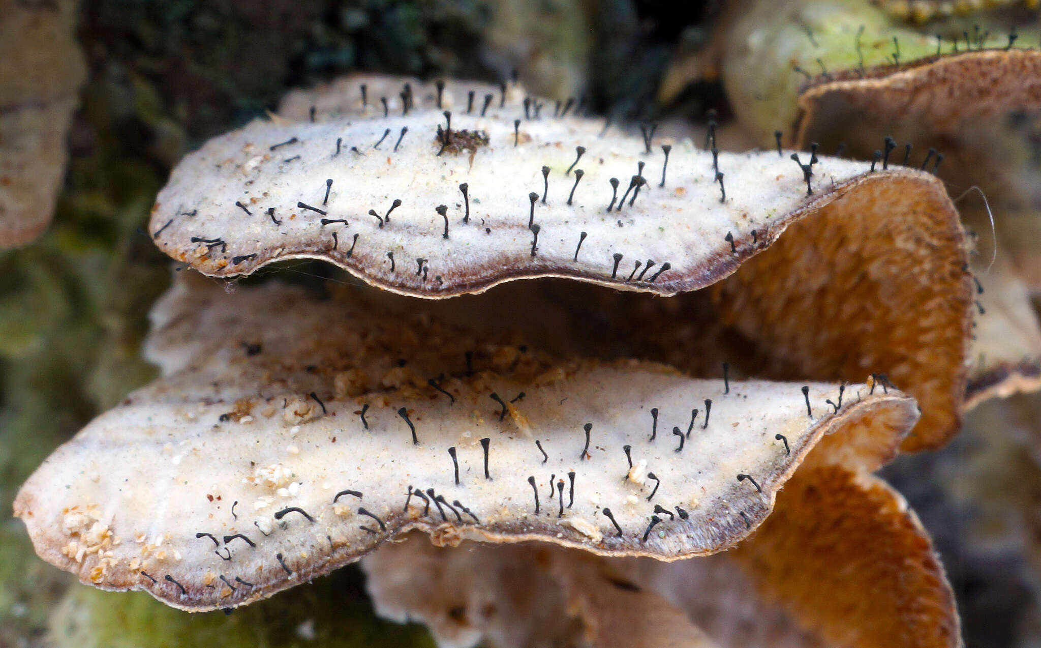 Image of phaeocalicium lichen