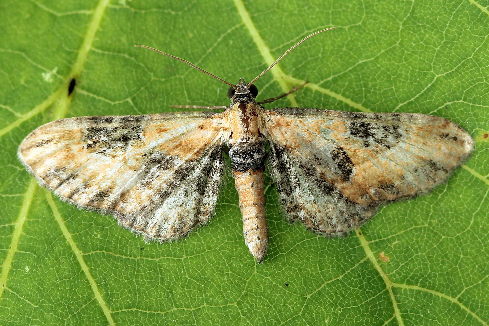 Слика од Eupithecia gueneata Millière 1862