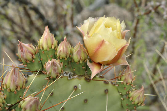 Opuntia azurea var. discolor resmi