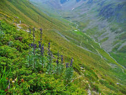 Слика од Aconitum napellus L.