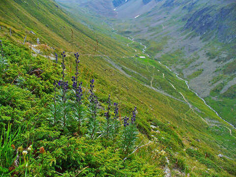 Слика од Aconitum napellus L.