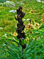 Слика од Aconitum napellus L.