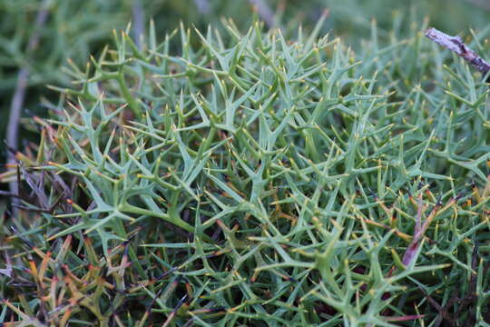 Image of Isopogon ceratophyllus R. Br.