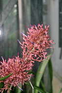 Image of Aechmea purpureorosea (Hook.) Wawra