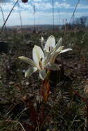 Image of Tritonia flabellifolia var. flabellifolia