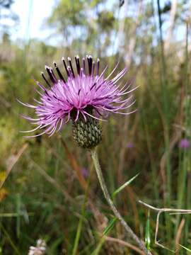 Image of Virginia Thistle