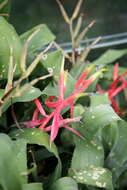 Image of billbergia