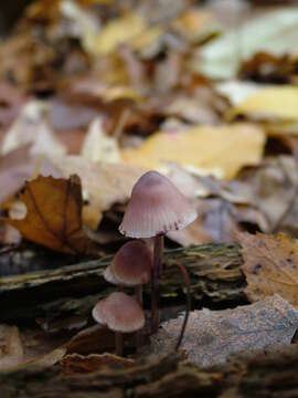 Image of Mycena haematopus (Pers.) P. Kumm. 1871