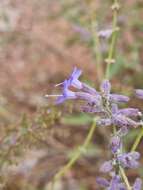 Image of <i>Salvia abrotanoides</i>