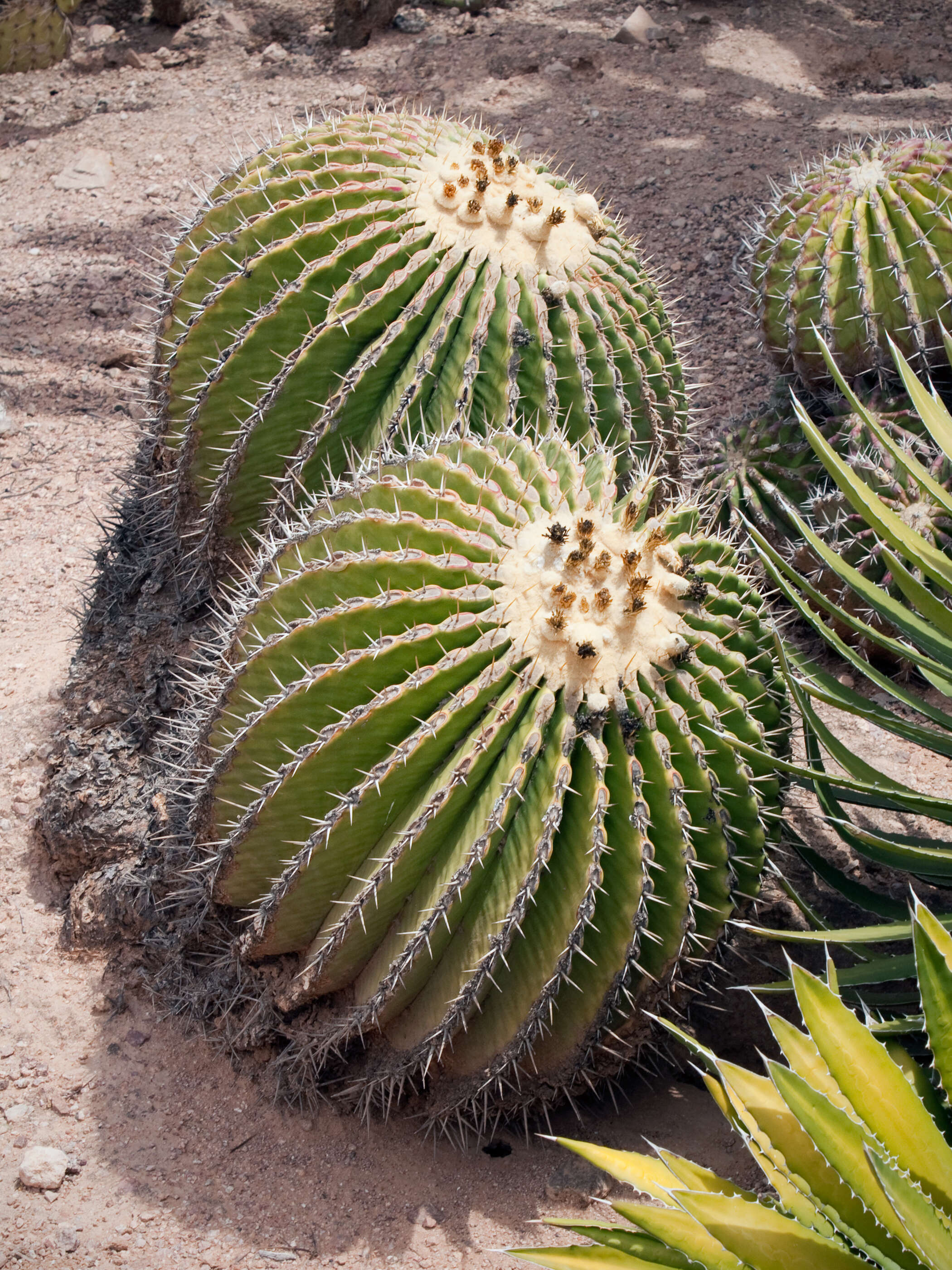 Image of Cactus