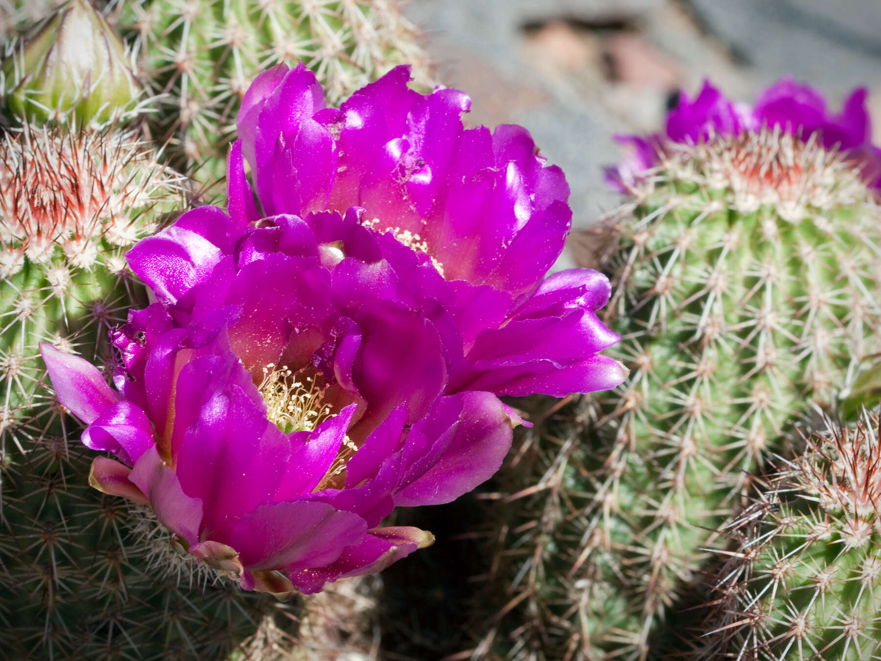 Image of pinkflower hedgehog cactus