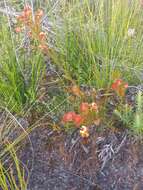 Imagem de Daviesia alternifolia Endl.