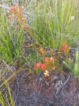 Imagem de Daviesia alternifolia Endl.