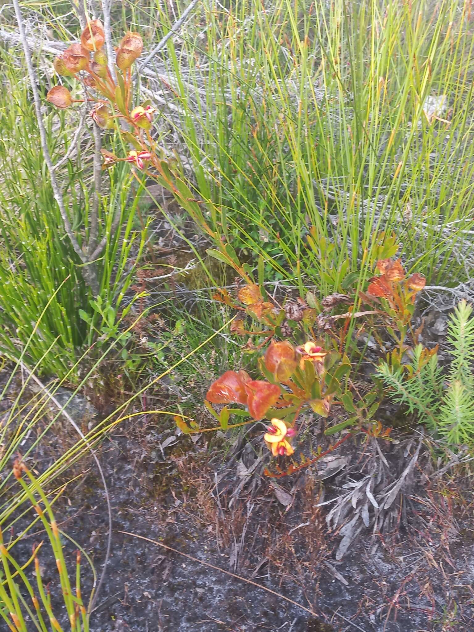 Imagem de Daviesia alternifolia Endl.