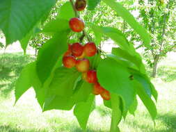 Image of gean, wild cherry