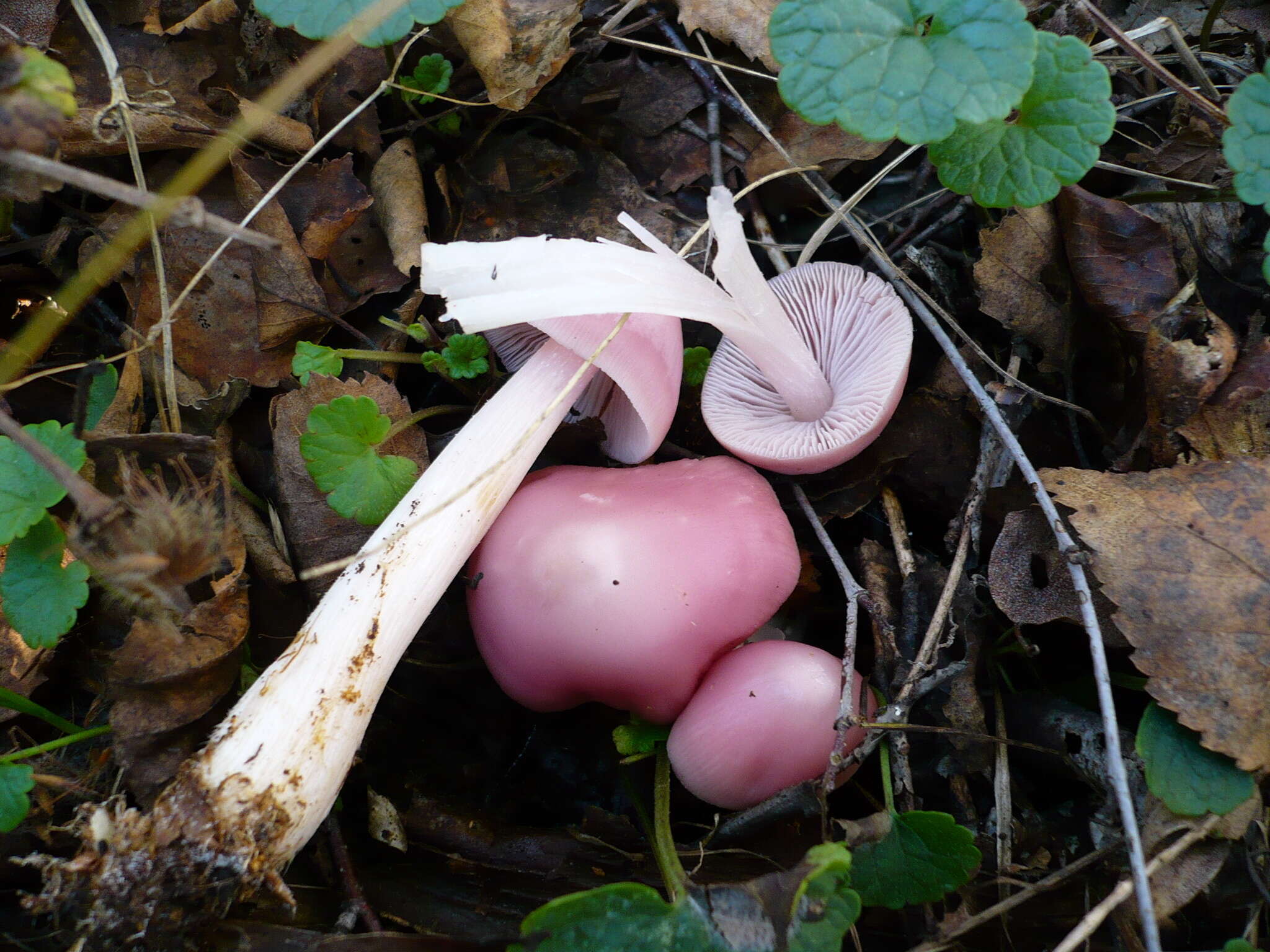 Image of Mycena rosea Gramberg 1912