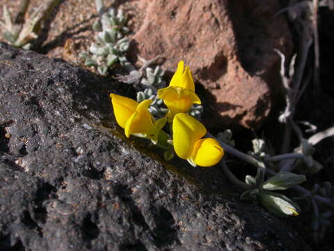 Plancia ëd Lotus arinagensis Bramwell