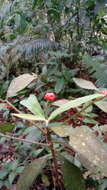 Image of Ardisia villosa Roxb.