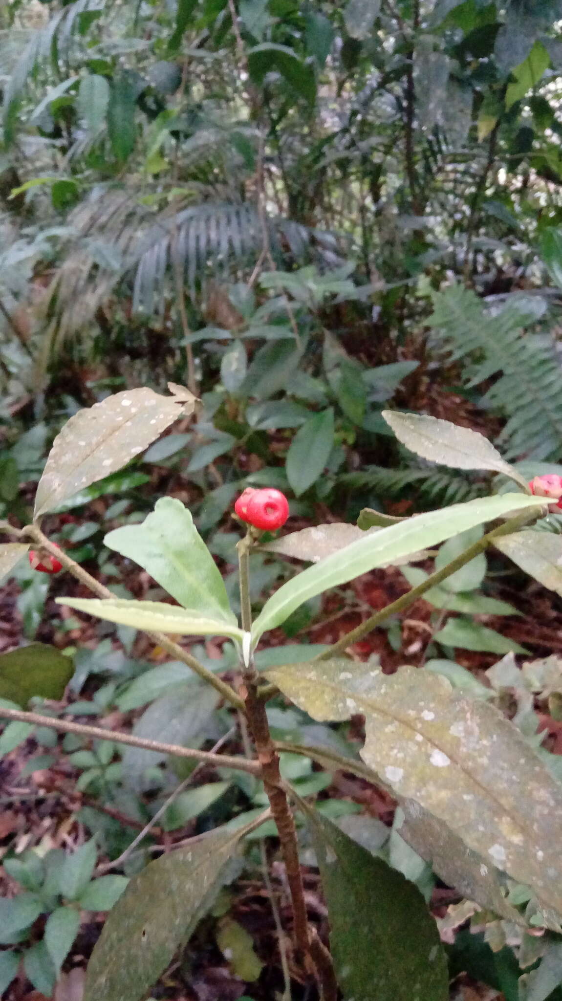 Sivun Ardisia villosa Roxb. kuva