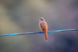 Emberiza cioides ciopsis Bonaparte 1850的圖片