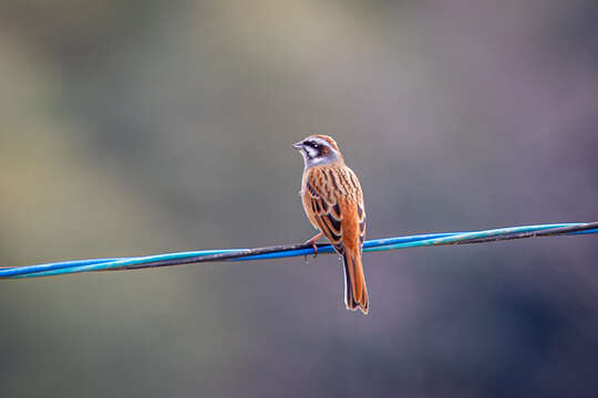 Emberiza cioides ciopsis Bonaparte 1850的圖片