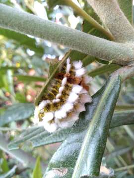 صورة Megalopyge defoliata Walker 1855