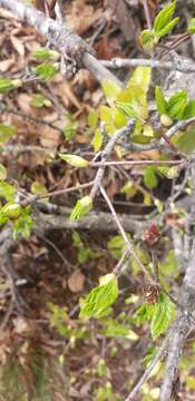 Слика од Eucryphia glutinosa (Poepp. & Endl.) Baill.