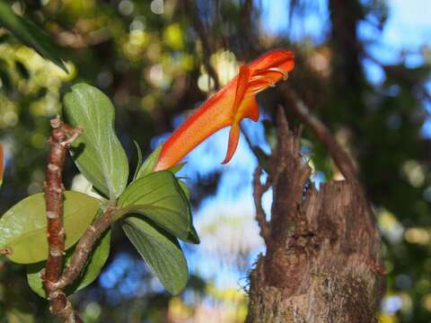 Image of Columnea magnifica Klotzsch ex Oerst.