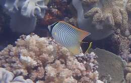 Image of Acropora Butterfly