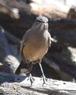 Image of Karoo Scrub Robin