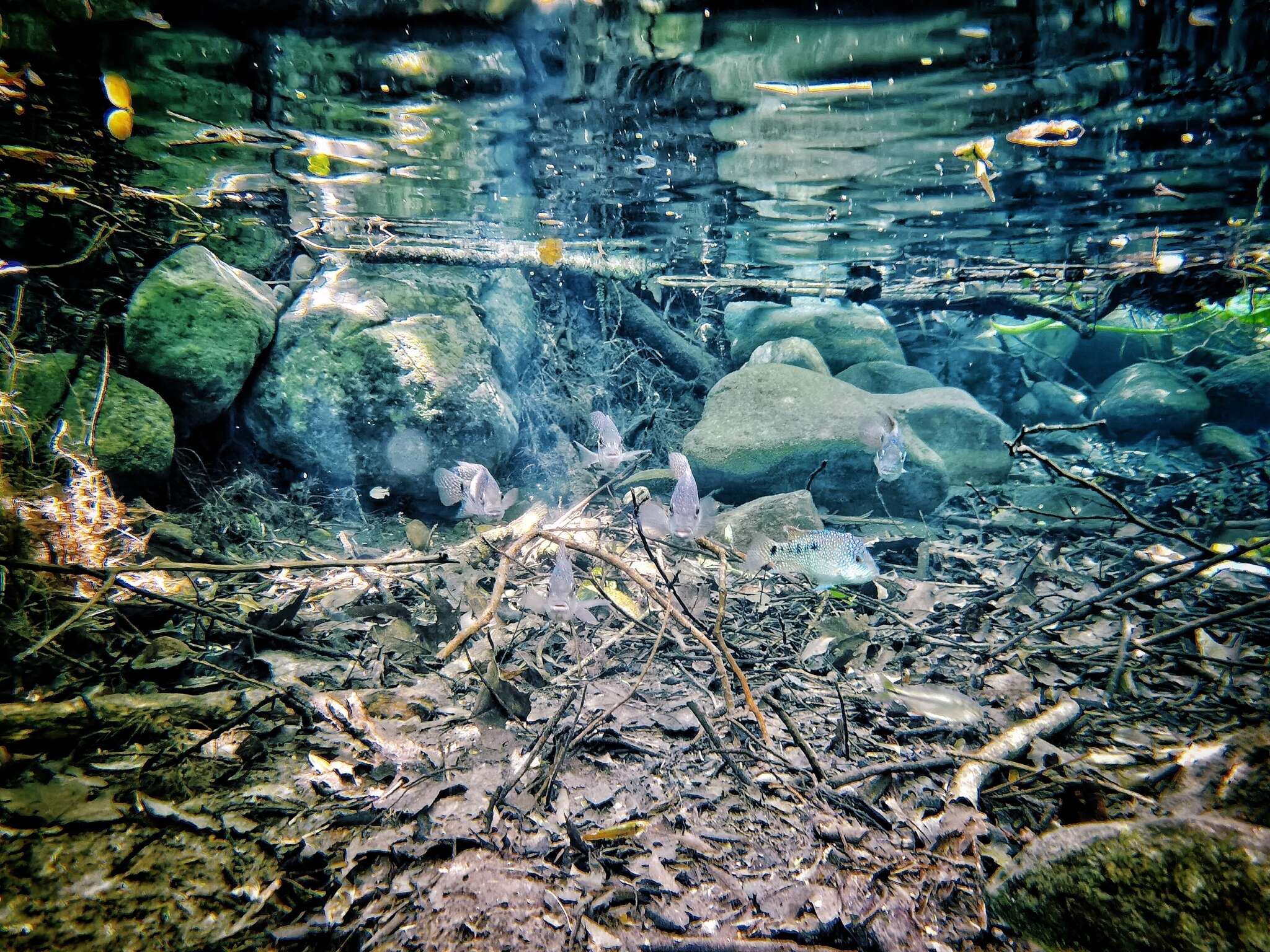 Image of Lowland cichlid