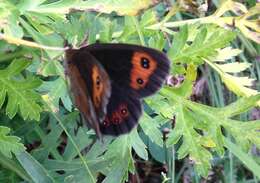 Image of scotch argus