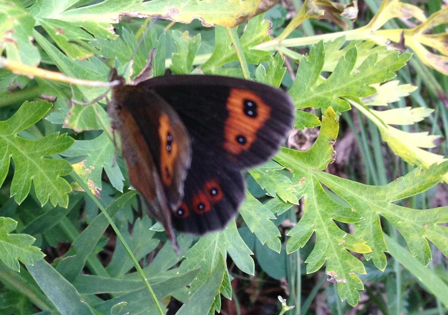 Image of scotch argus