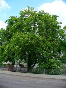 Image of European horse chestnut