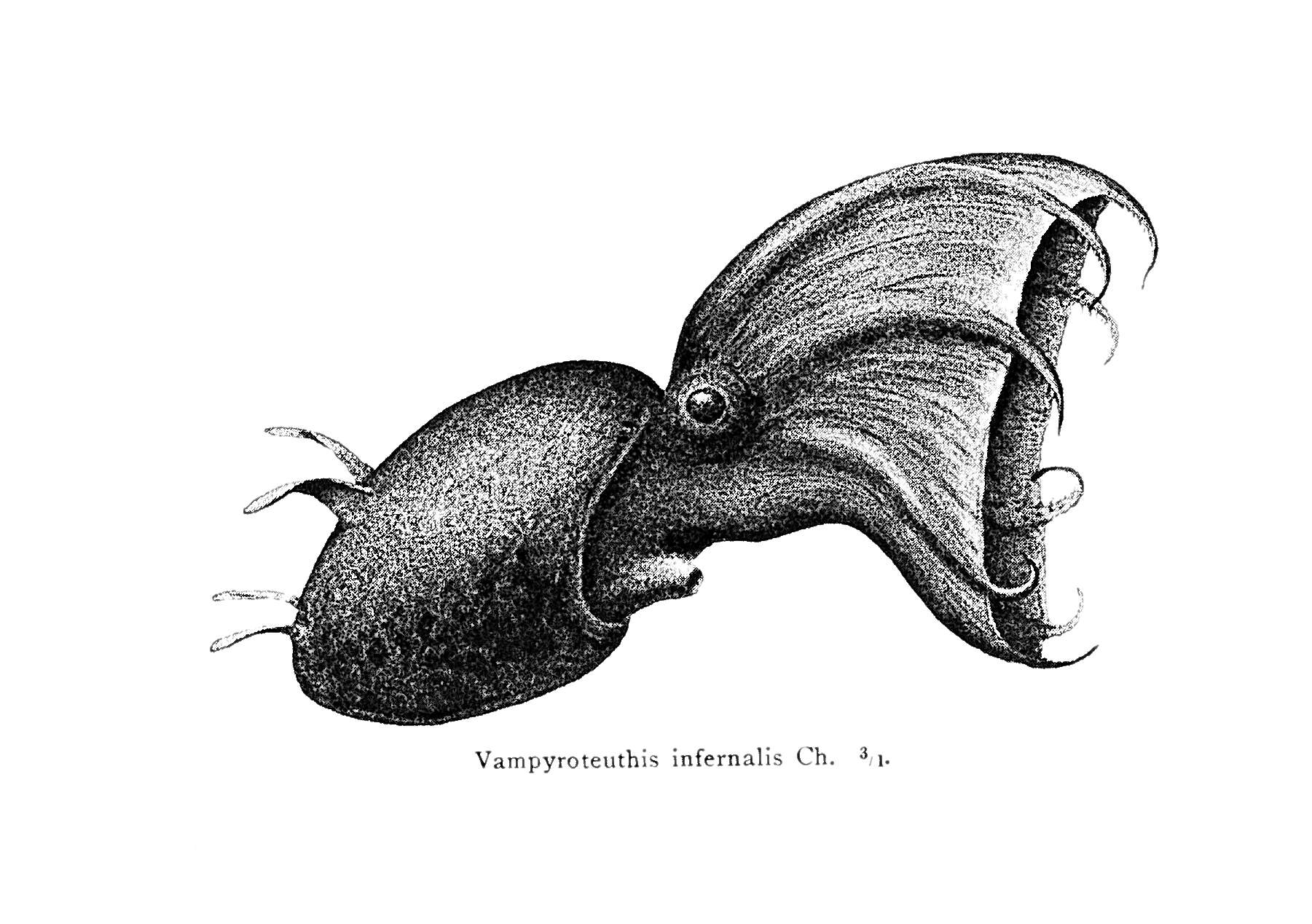 Image of Vampyroteuthis Chun 1903