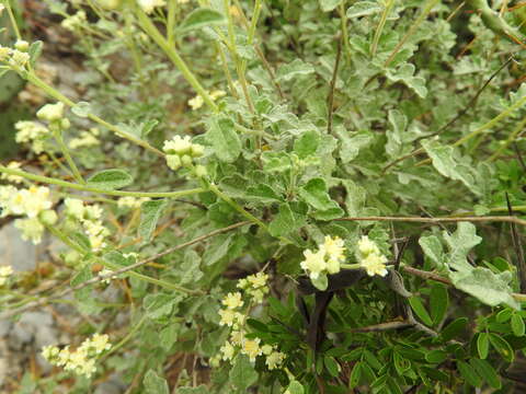 Image of Parthenium fruticosum Less.