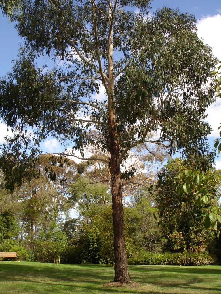 Слика од Eucalyptus ovata Labill.