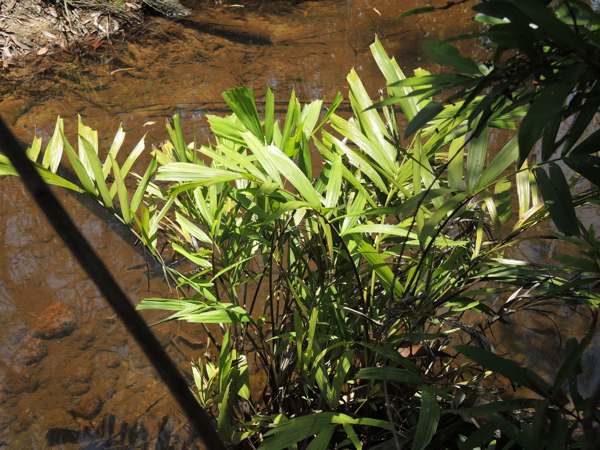 Image of Hydriastele wendlandiana (F. Muell.) H. Wendl. & Drude