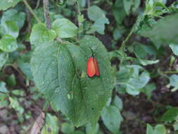 Image of Rhodopsona rutila Jordan 1910